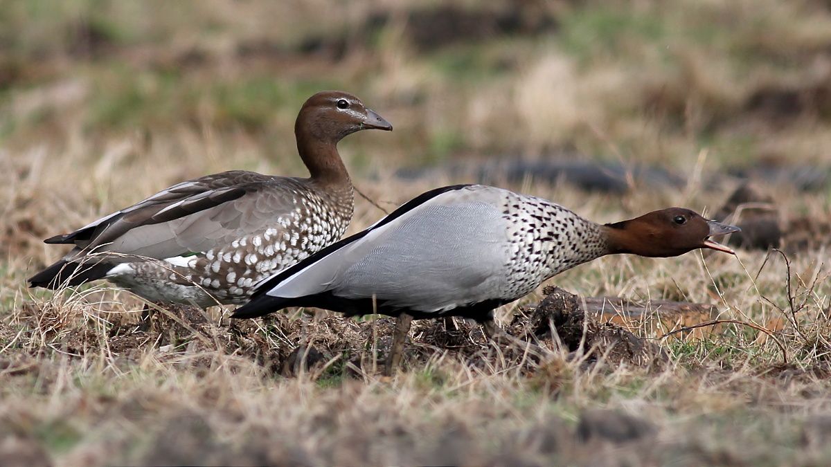 Australian Wood Duck 2.jpg