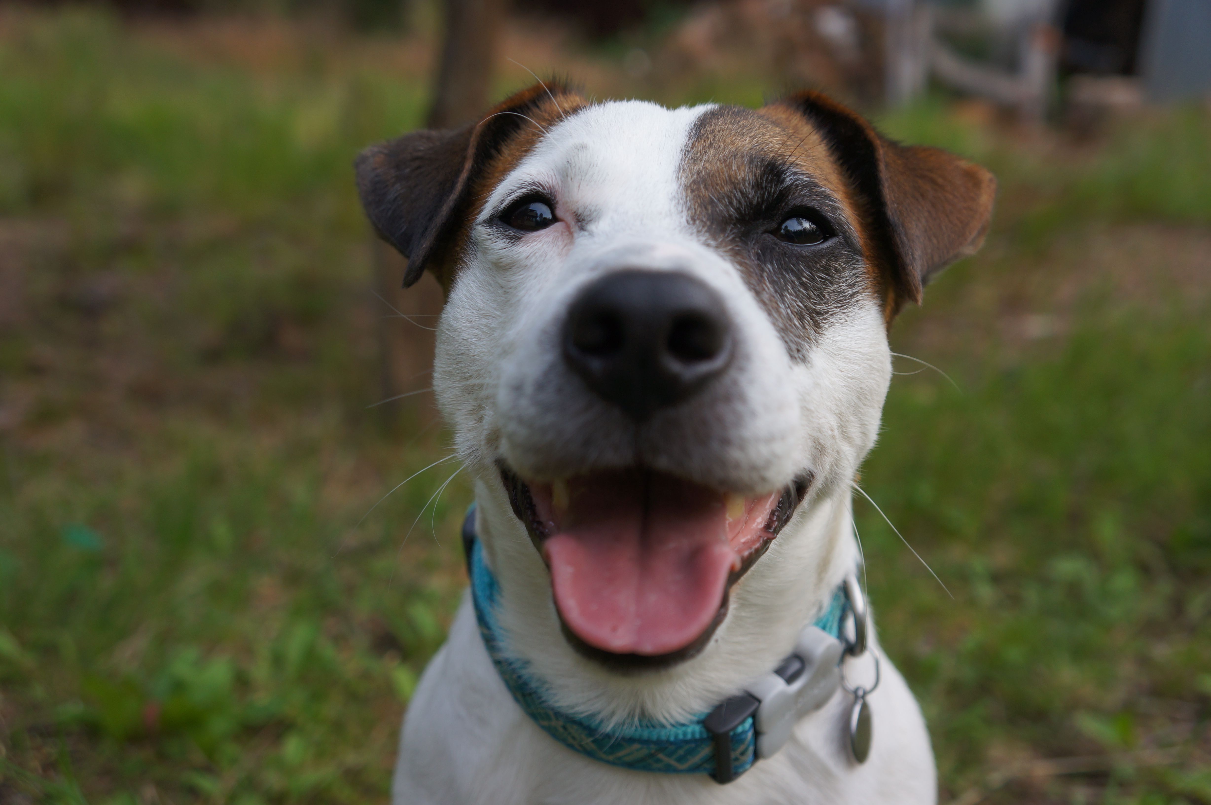 Jack russell best sale terrier smart