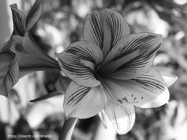 flower-bw-01.jpg