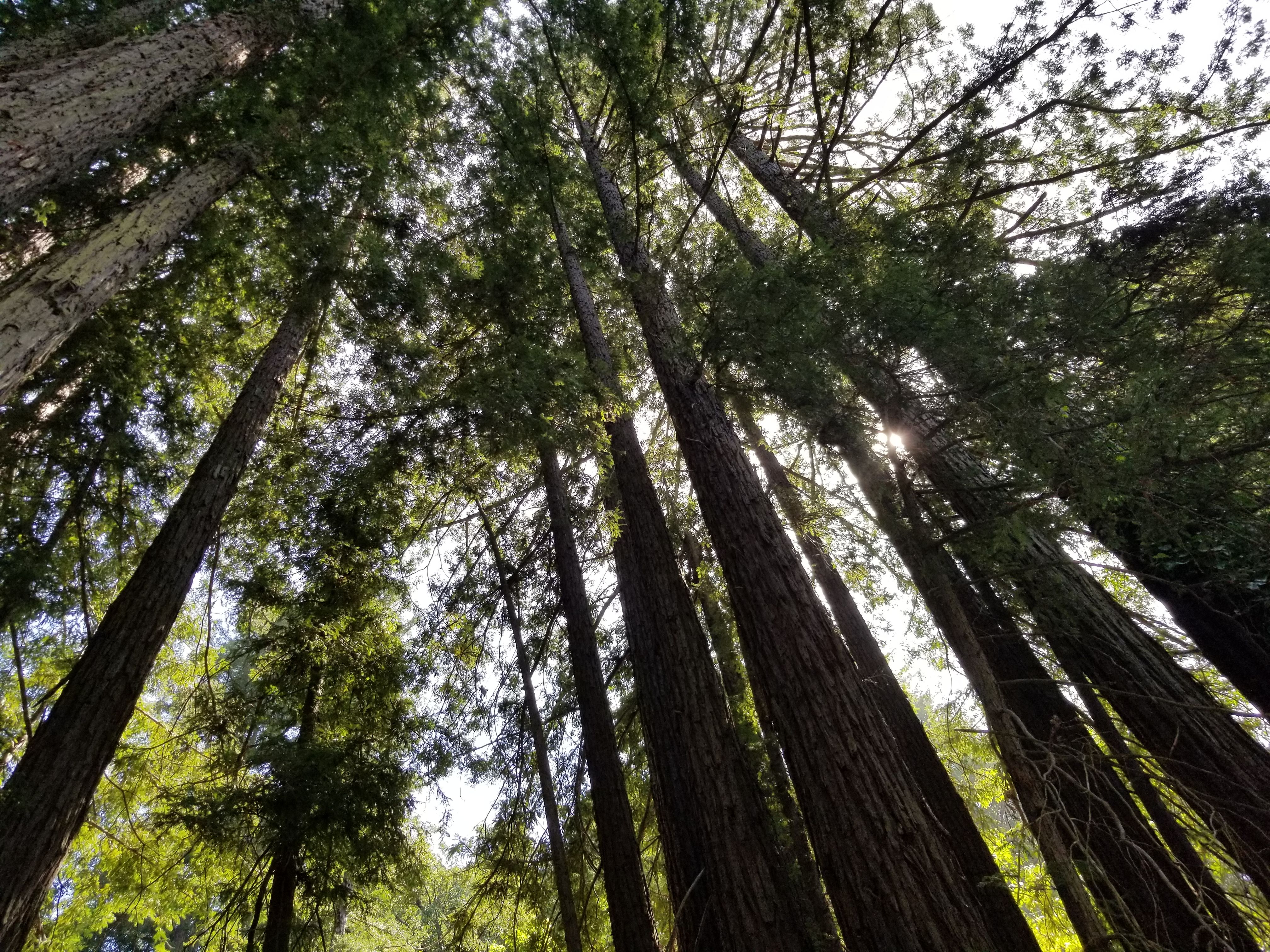 redwoods.jpg