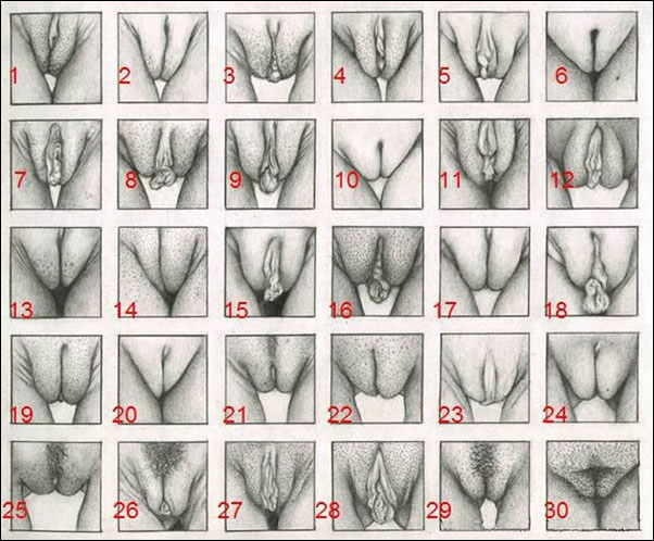 Pussey types of 13 Different