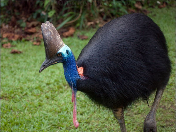 southern_cassowary_104498.jpg