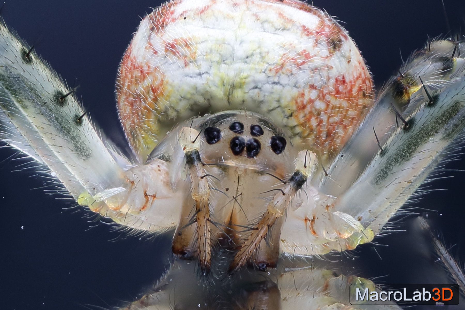 Spider2.jpg