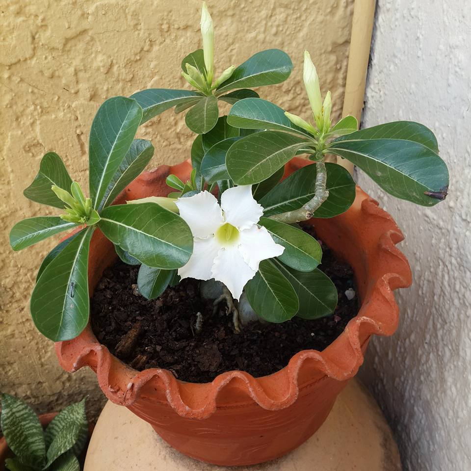 FLOR DEL DESIERTO — Steemit FLOR DEL DESIERTO — Steemit