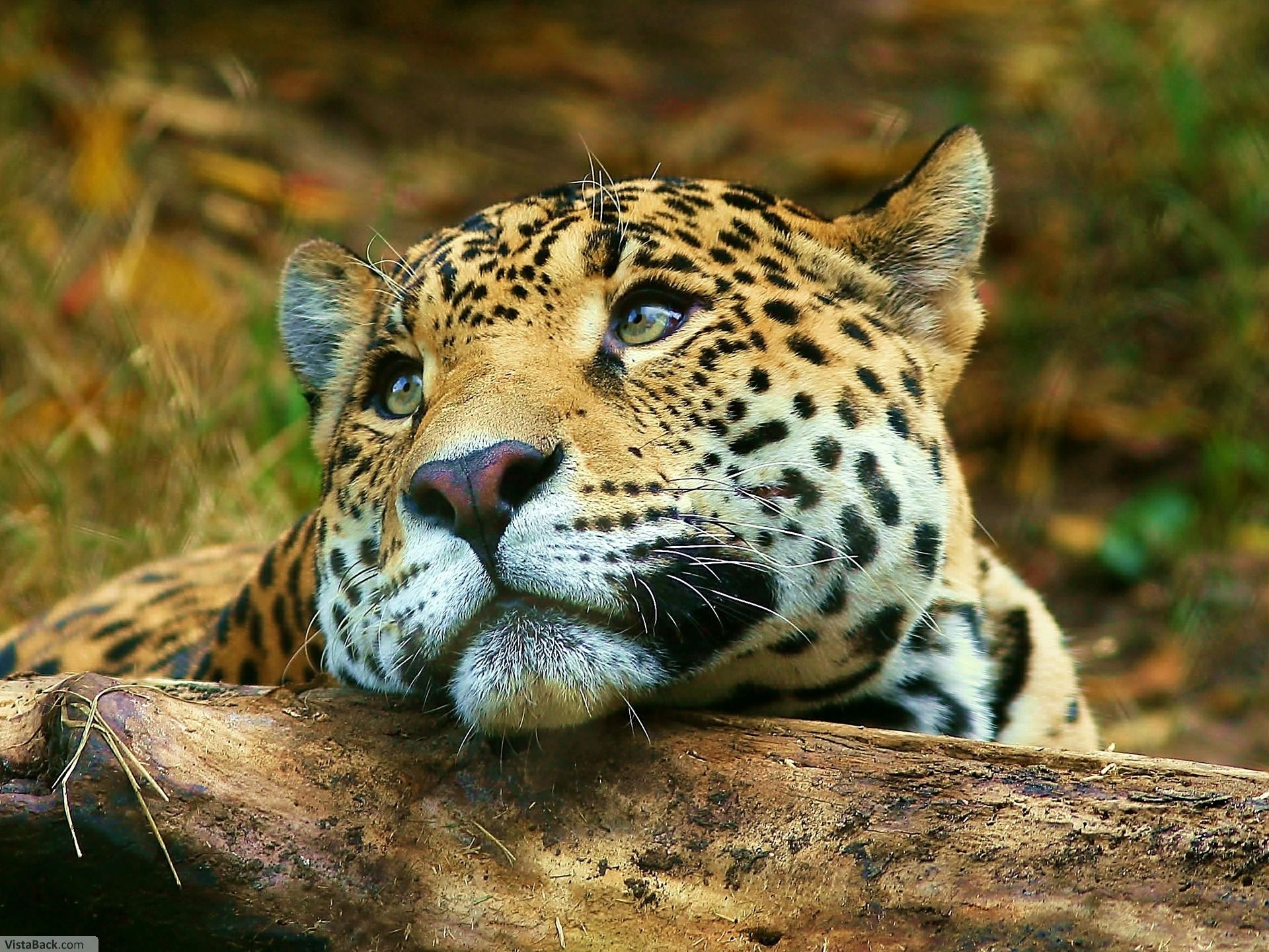 4464_leopard.jpg