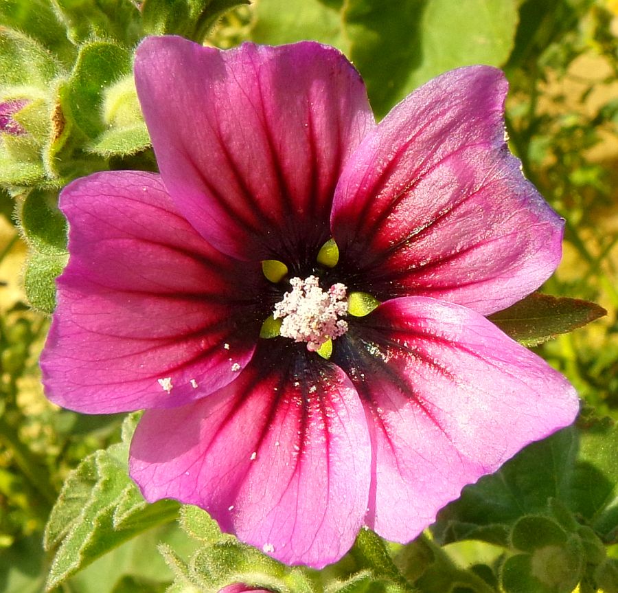 Tree Mallow flower 1.jpg