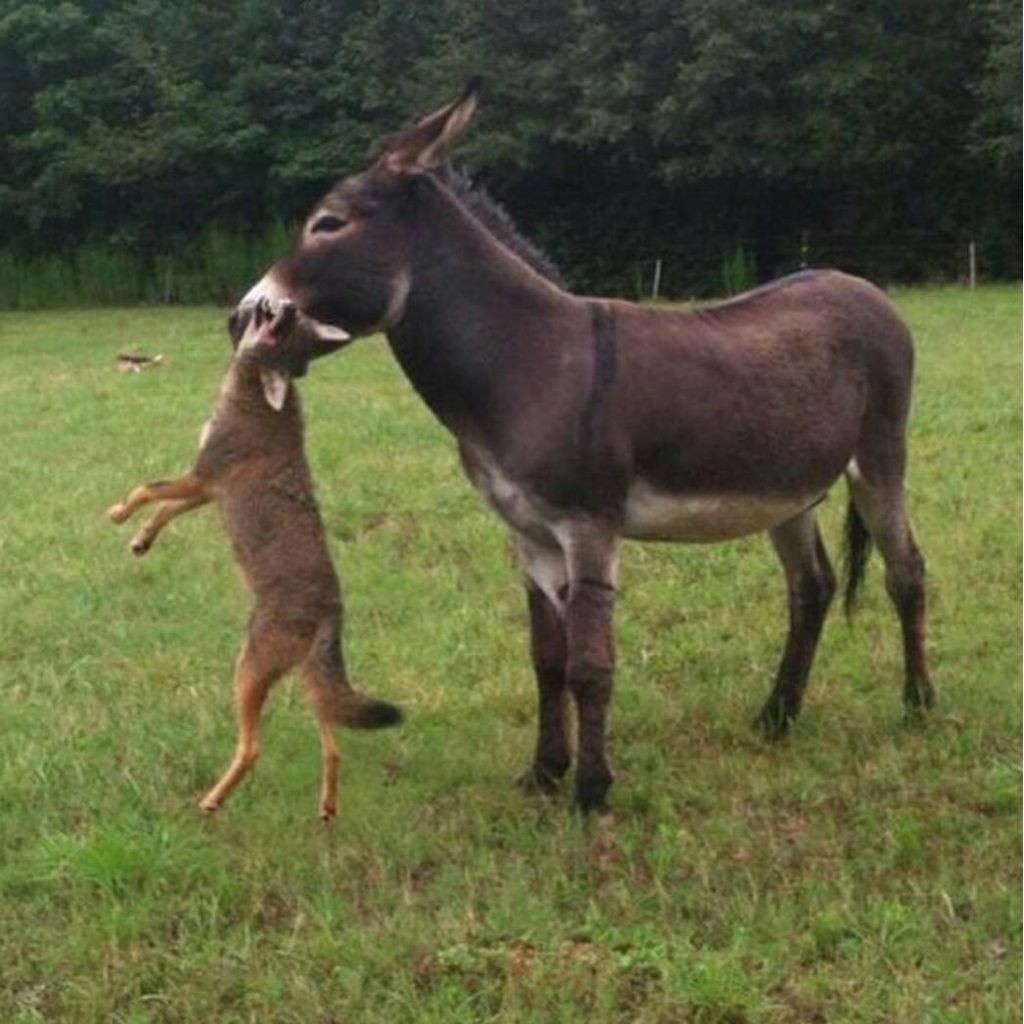 donkey defeats fox.jpg