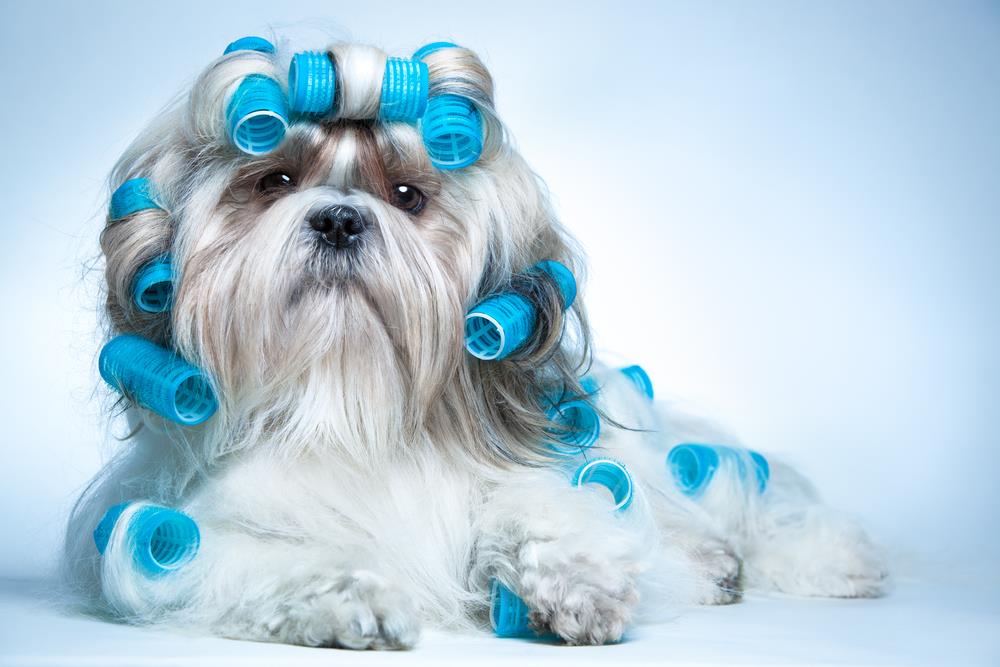 dog grooming 1.jpg