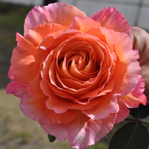 freespirit rose.jpg