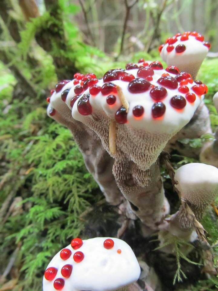 Wonderful Click of Mushrooms.jpg