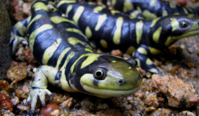 Tiger salamander.png