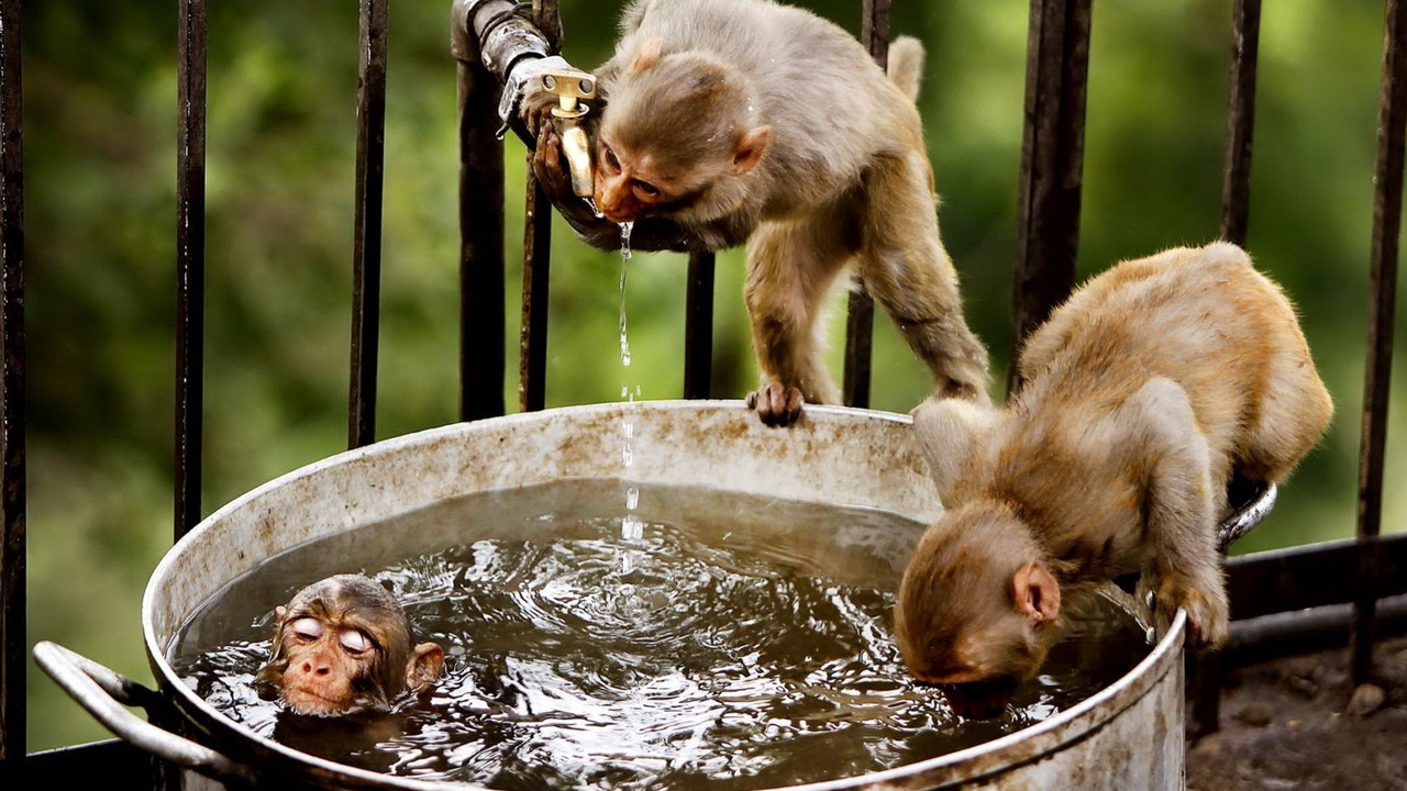 water-animals-bathing-cage-monkeys-1280x720-wallpaper.jpg