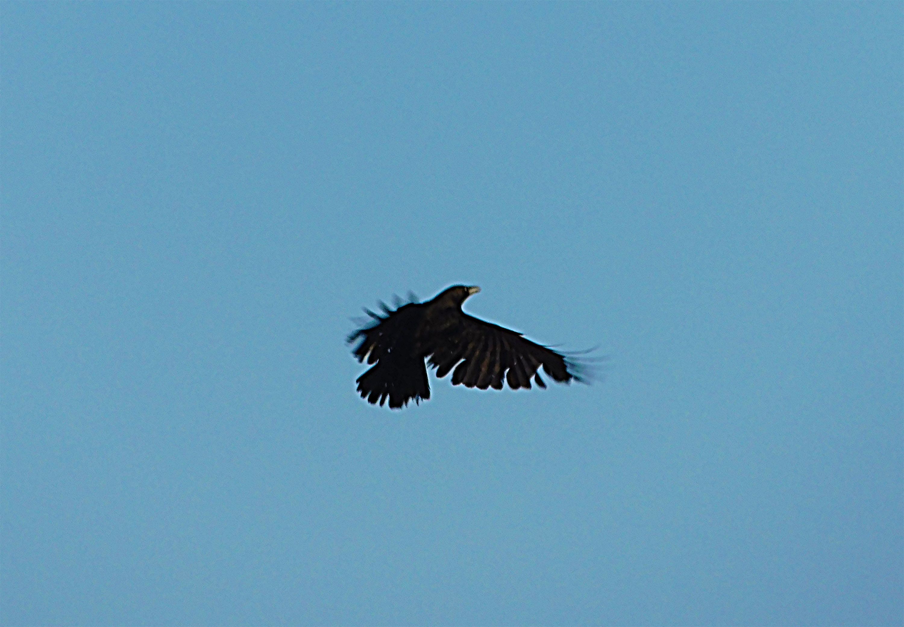 birds of paradise, photography by jeronimo rubio, 2018, all rights reserved, nature (1135).JPG