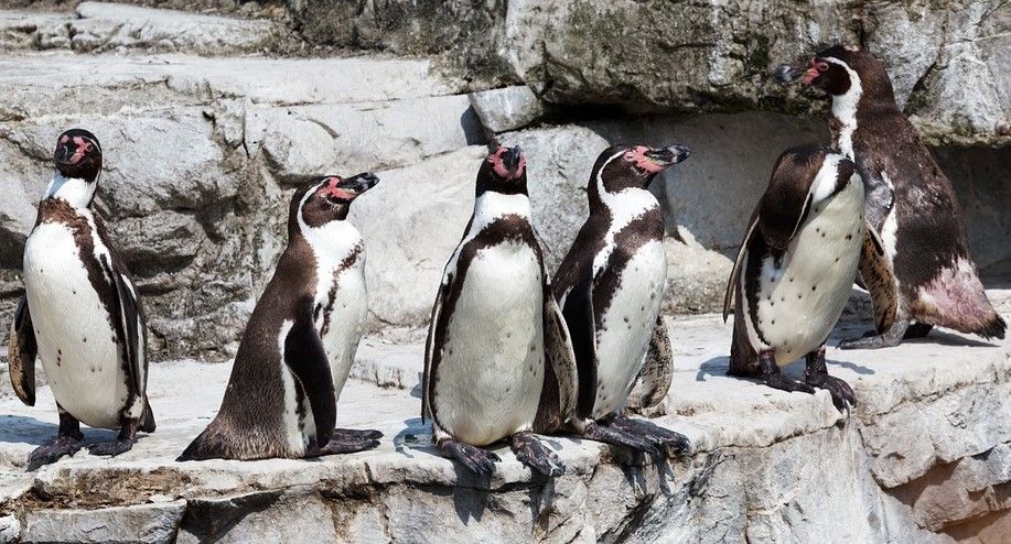 penguin community.jpg