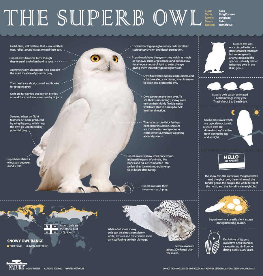 Superb OWL sunday.jpg
