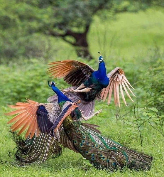 peafowl.png