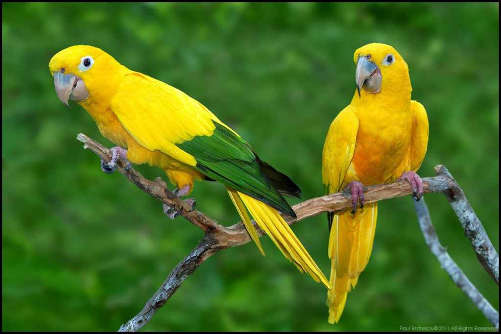 golden-parakeet.jpg