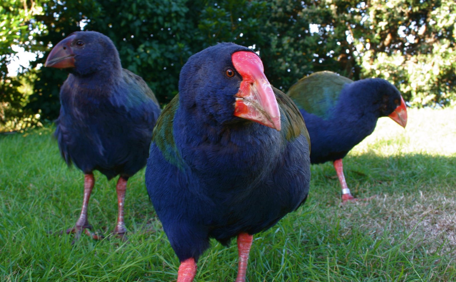 burung-takahe.JPG