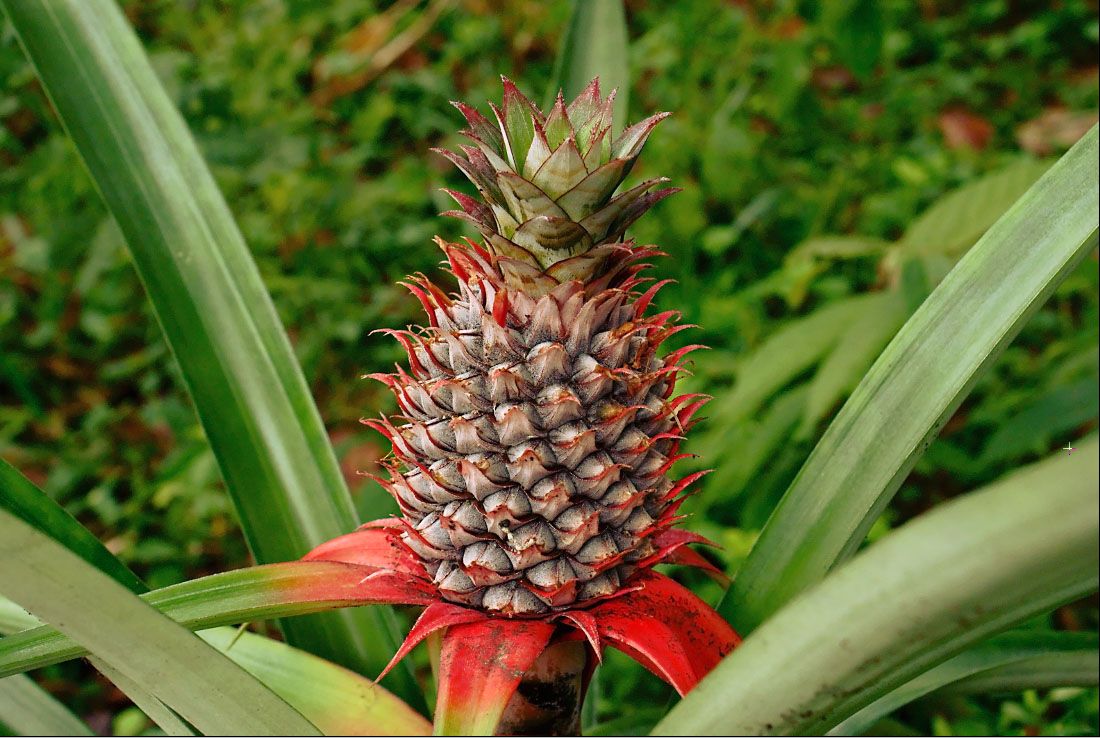 pineapple : bromelian.jpg