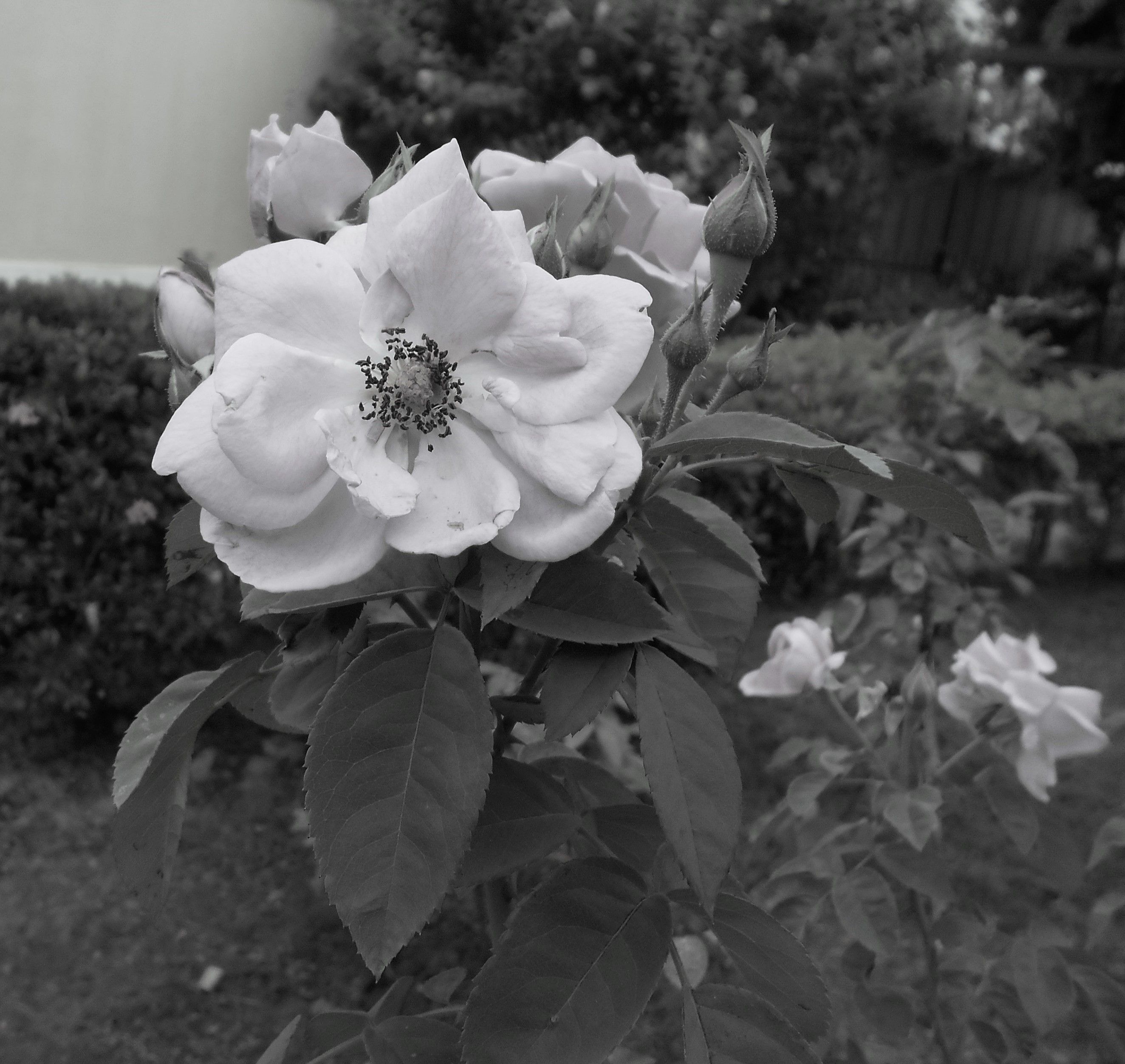 Rosa Rosada en Blanco y Negro 1.jpg