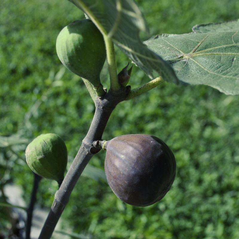 Fig tree.jpg