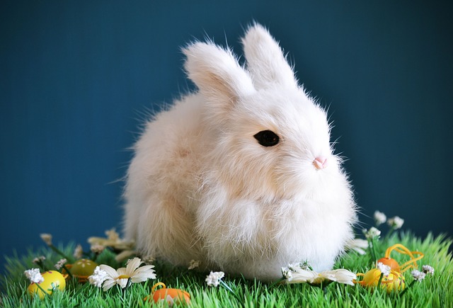 cute-3257396_640.jpg