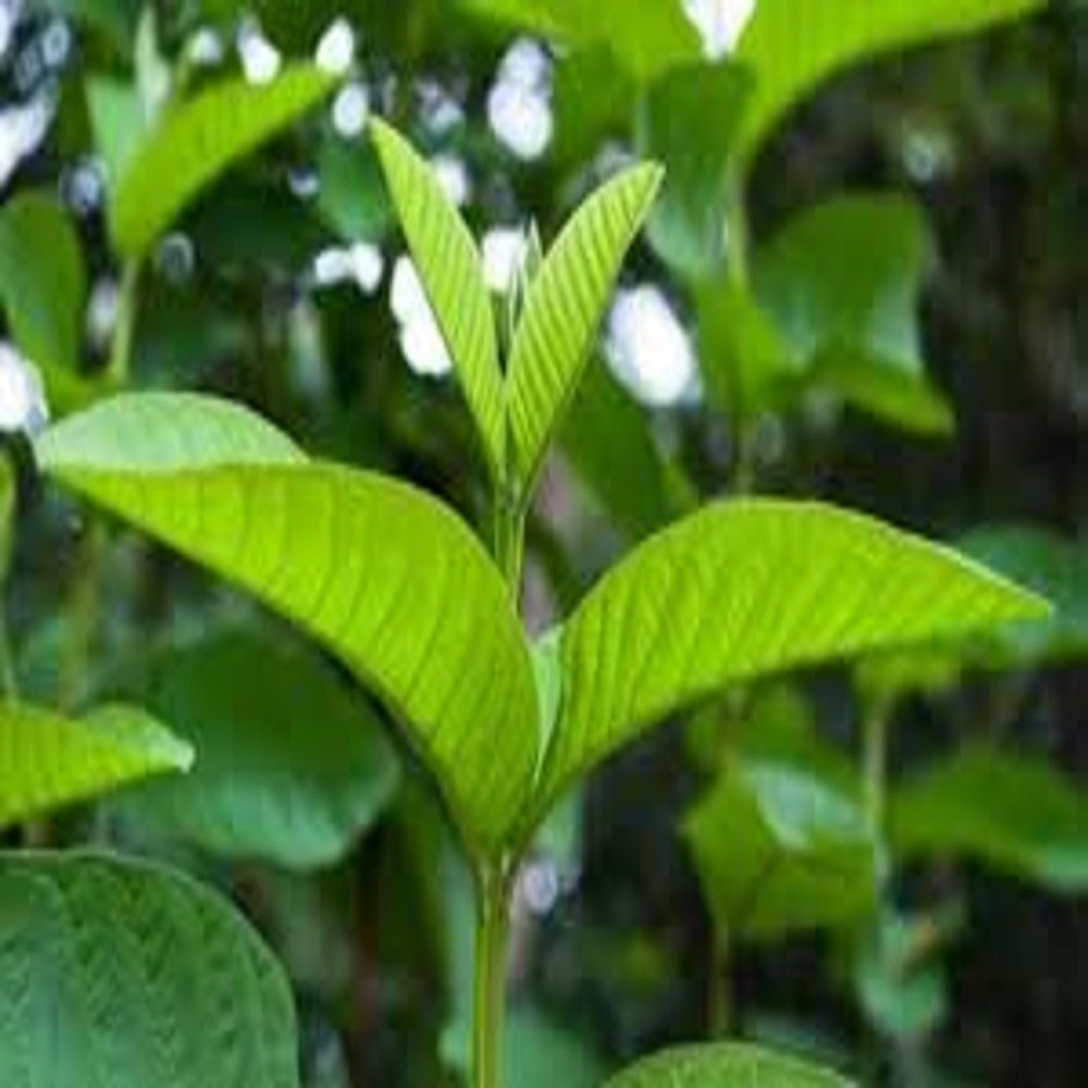 How To Use Guava Leaves To Prevent Hair Loss Ang Make Your Hair Grow Again Steemit Guava leaves have medicinal properties that control and soothe numerous ailments. steemit