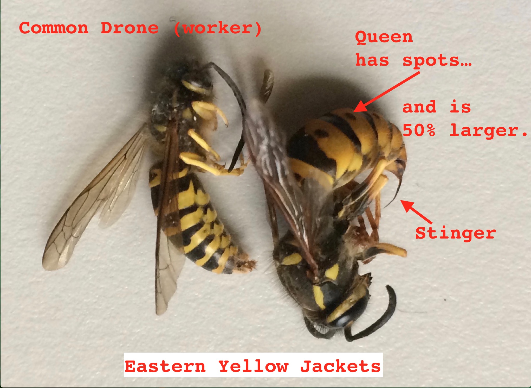Yellow Jacket Vs Bee