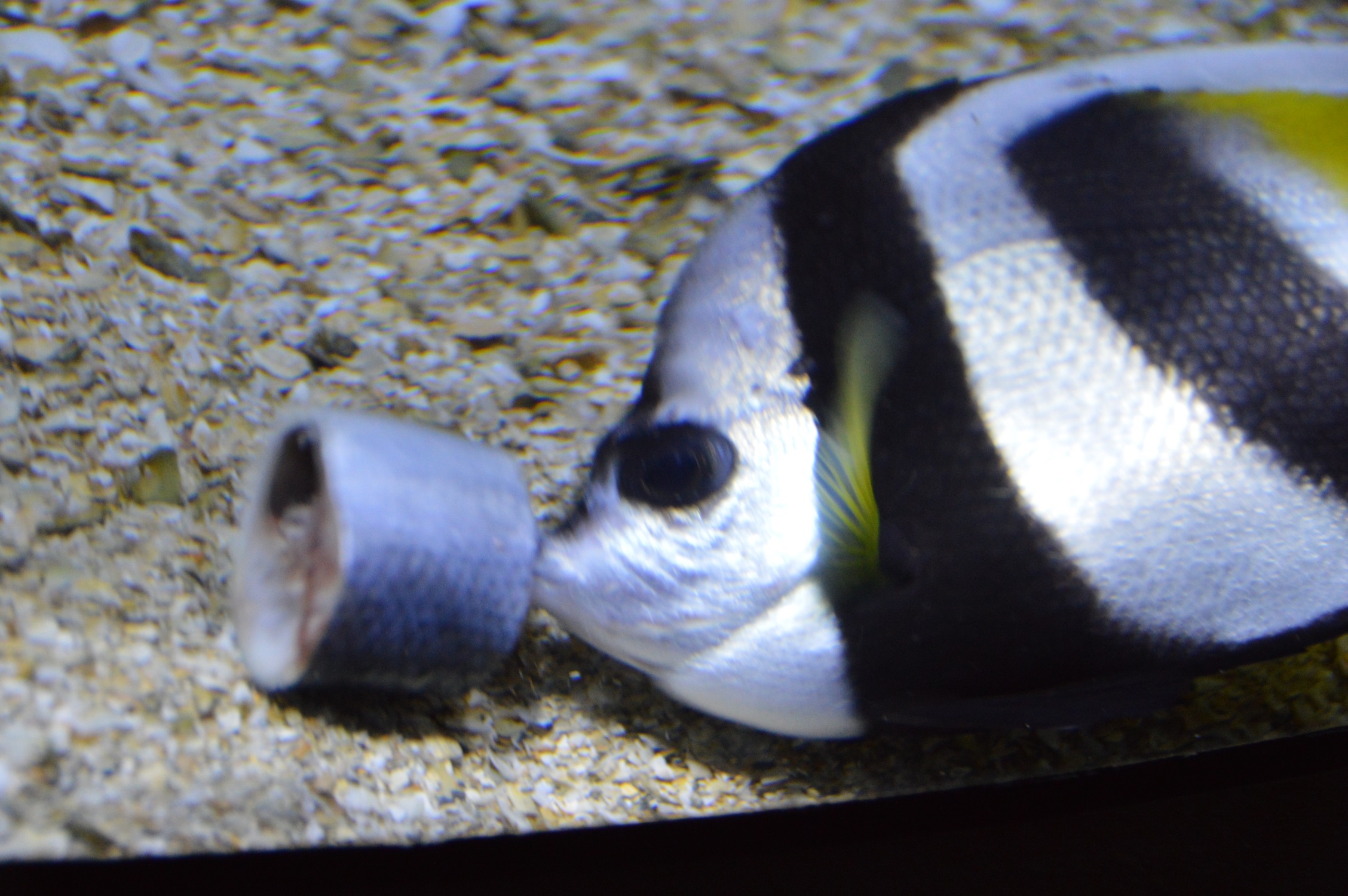 DSC_0115.JPG