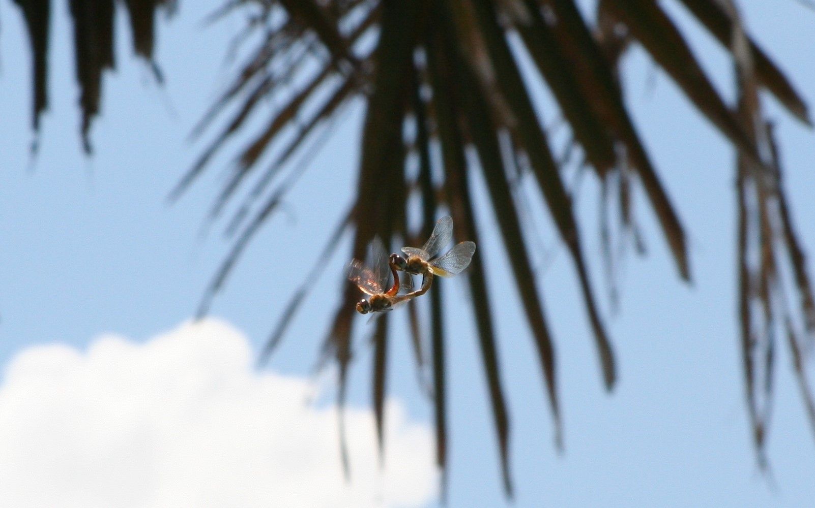 Lucky Shoot - Mating Dragonflies.jpg