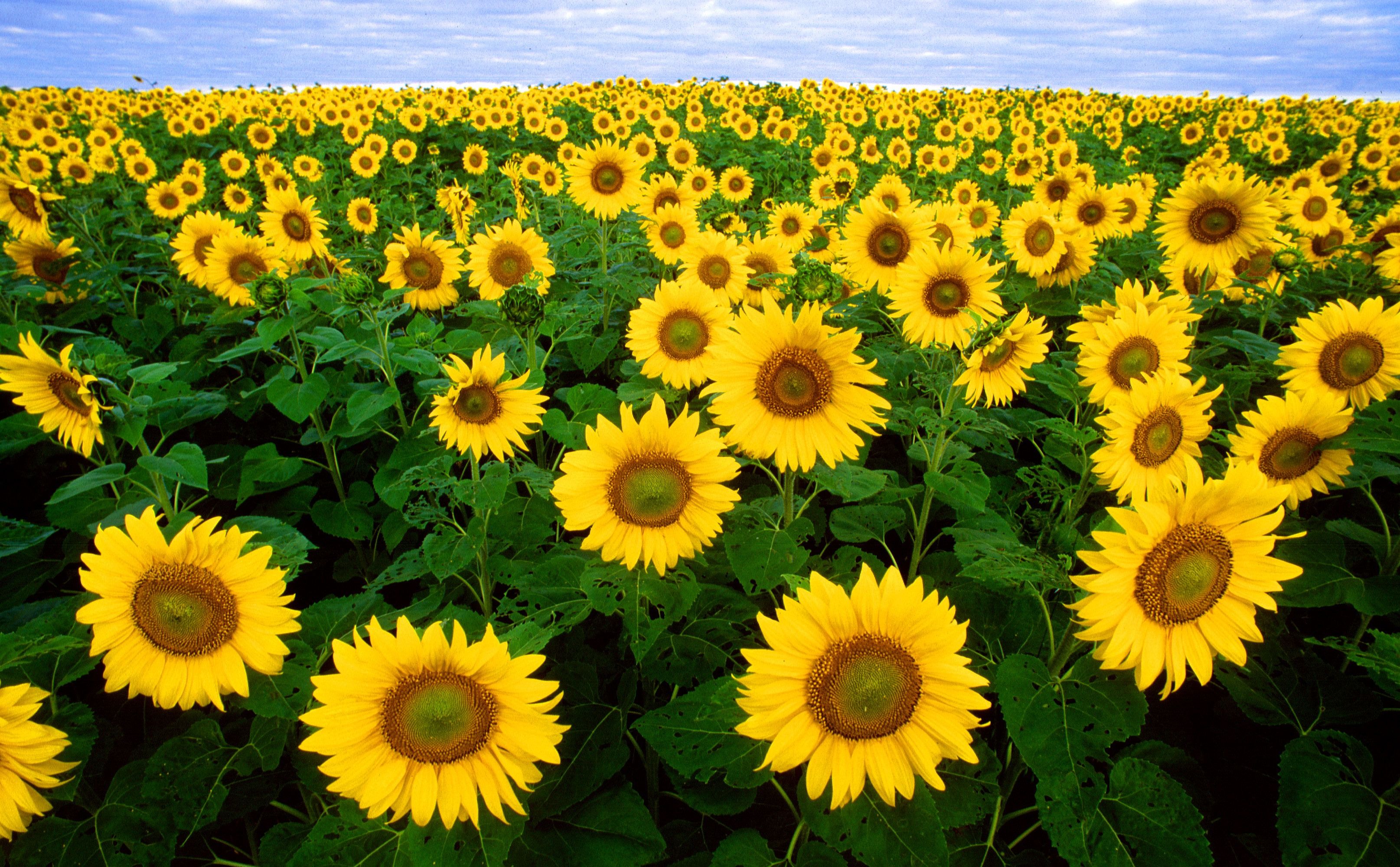 sunflower-11574.jpg