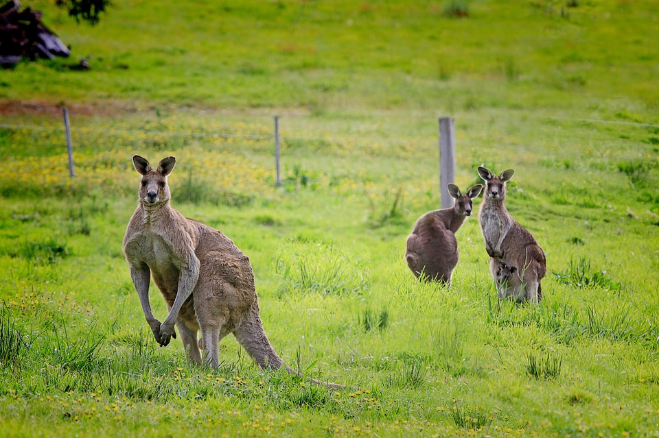 kangaroo-61196_960_720.jpg