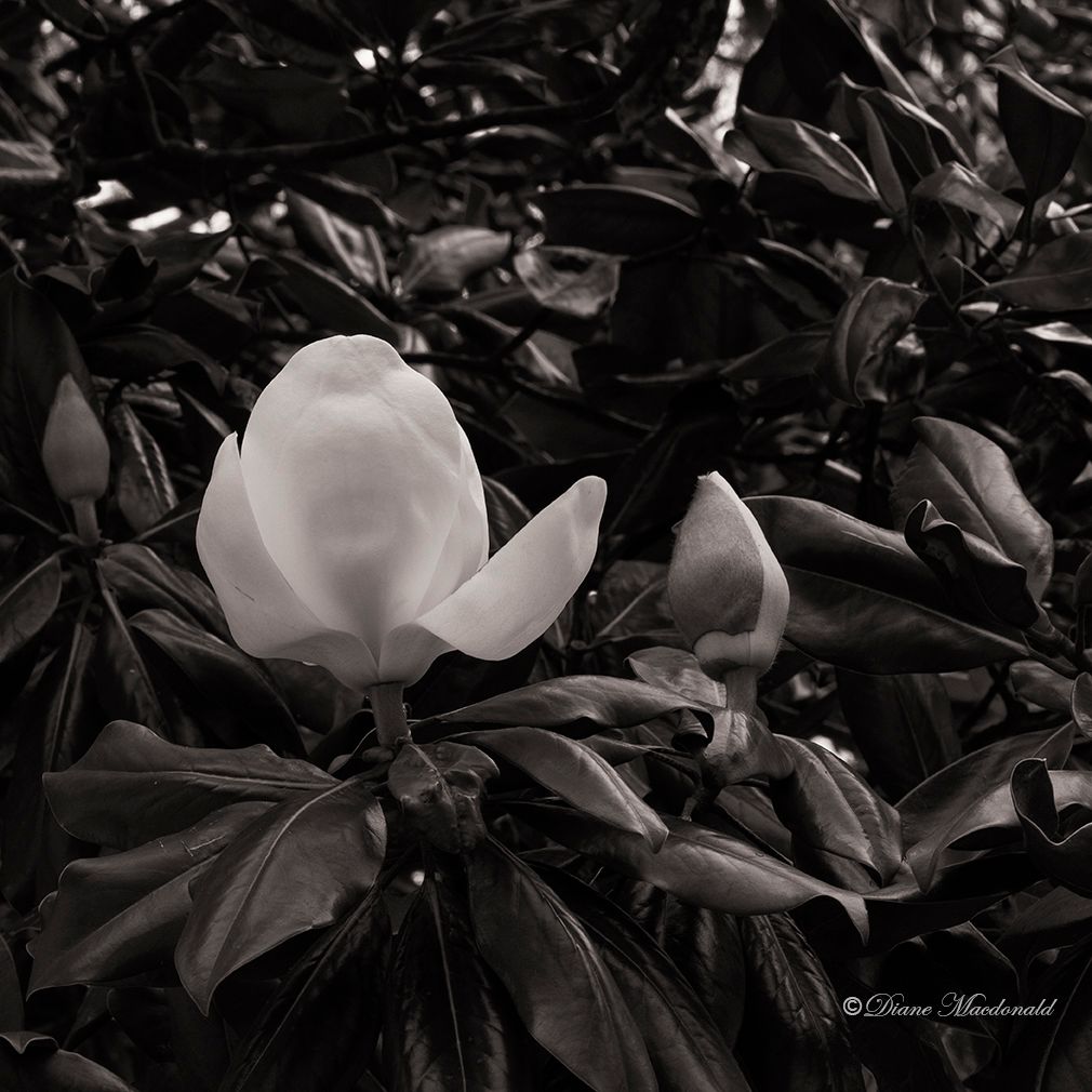 magnolia monochrome.jpg