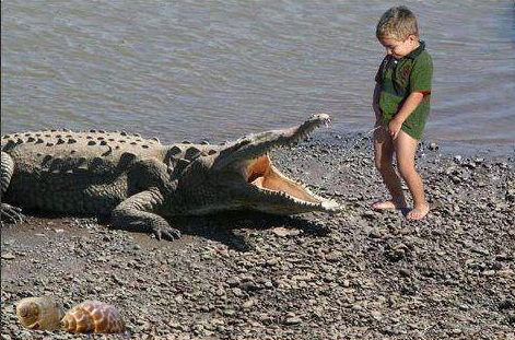 34-best-funny-crocodile-pictures-24.jpg