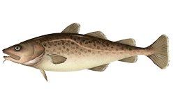 unnamed (3).png