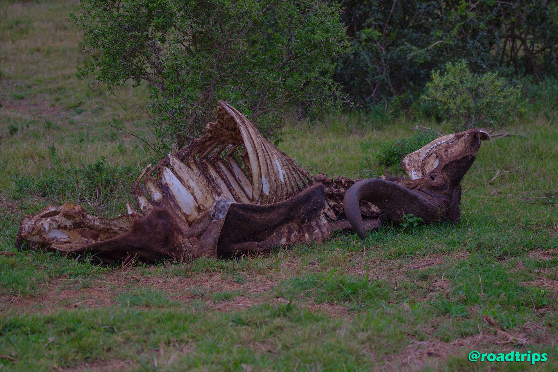 Skeleton-of-a-water-buffalo.jpg