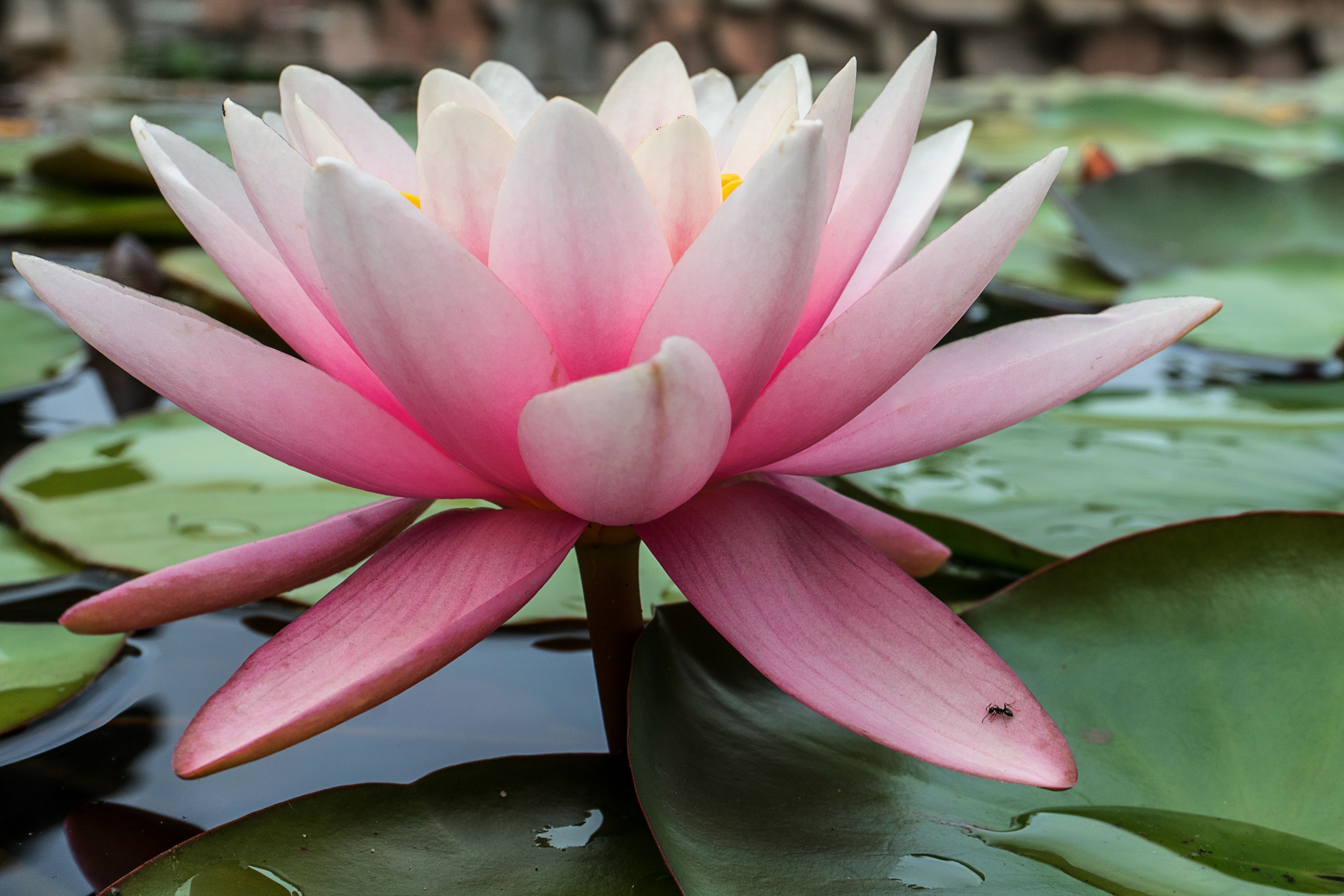 Flowers 2_15.jpg