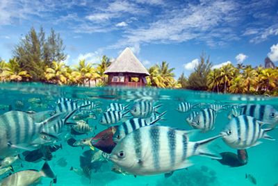 Snorkeling-Bora-Bora.jpg