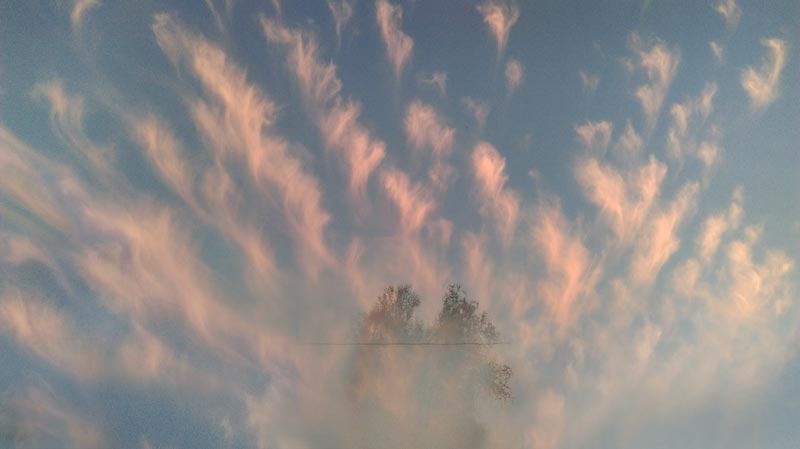 Cloud-Tree--06.jpg