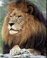 Why Is The Lion Called The King Of Beasts Steemit