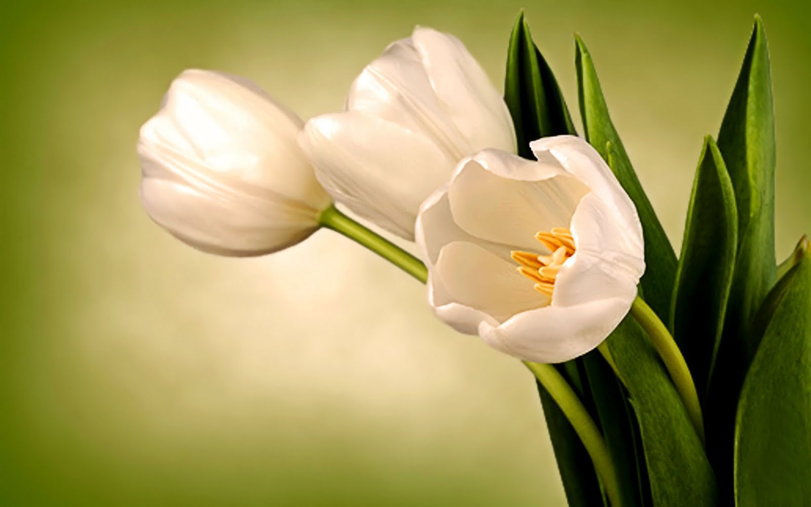 White-Tulips-Picture.jpg