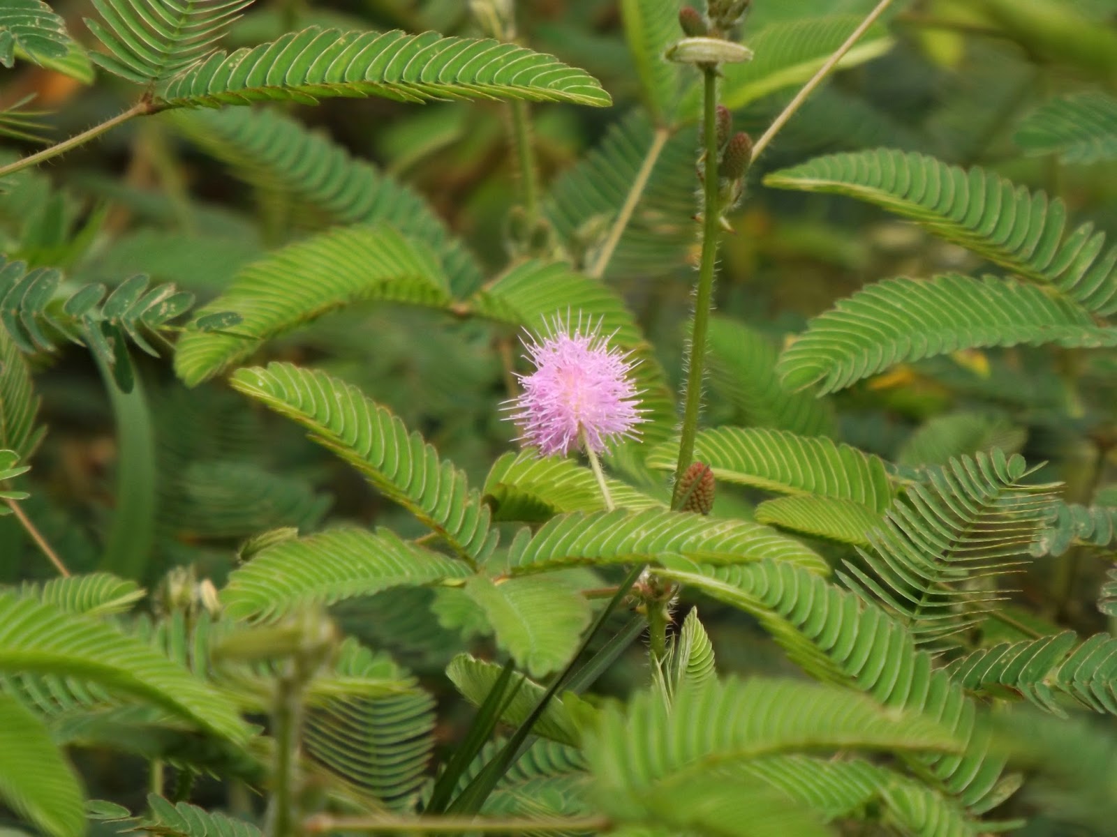 🌽🌿 Mimosa pudica (Touch Me Not plant) 🌾🍀 — Steemit