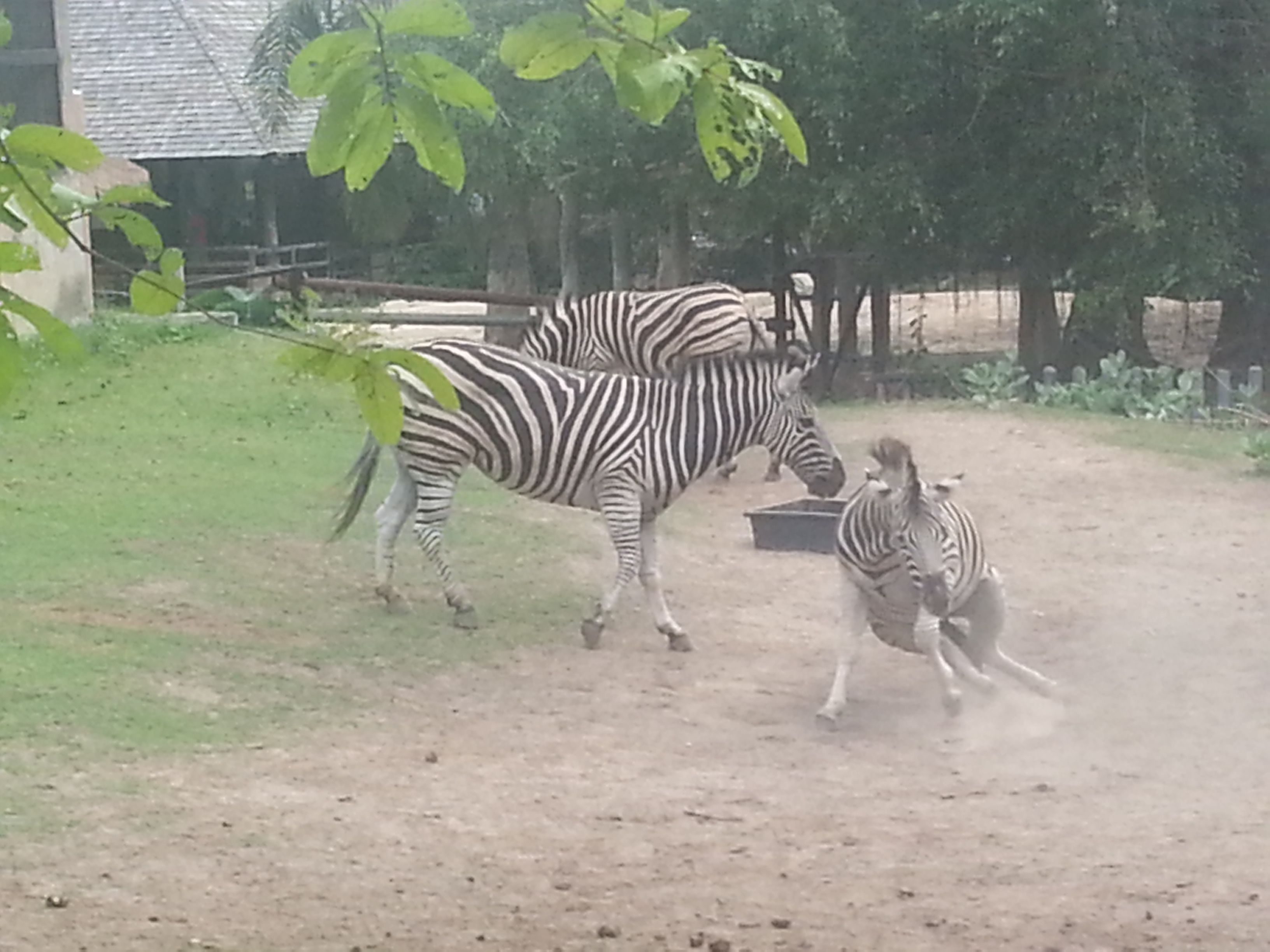 Khao Kheow Open Zoo32.jpg