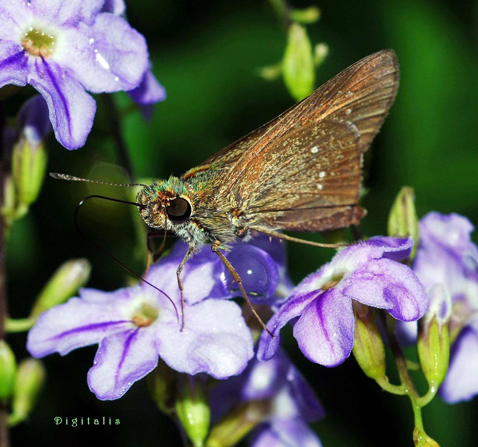 DSC_7874.JPG