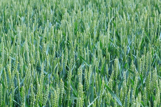 green_wheat_field_185700.jpg