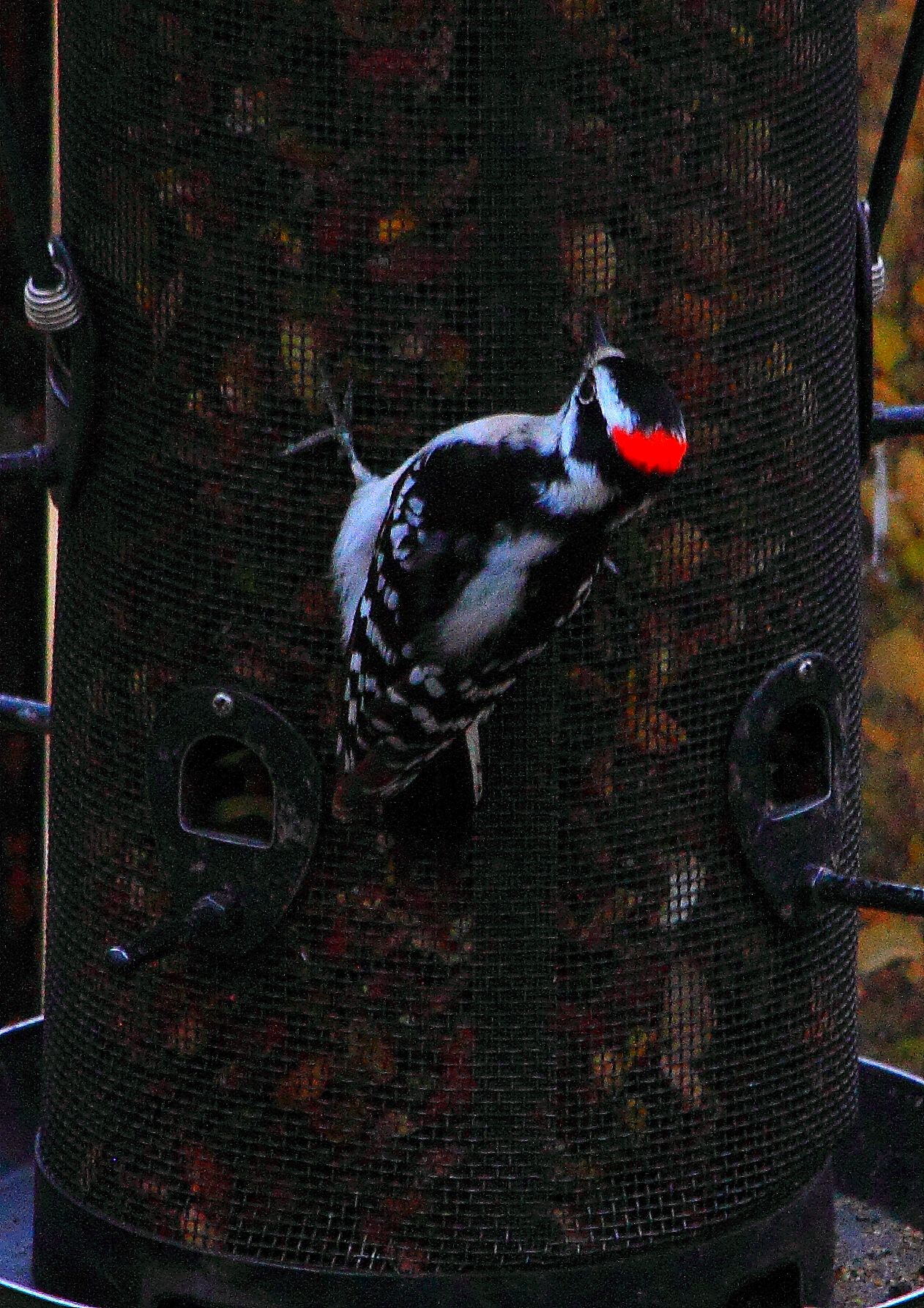 downy woodpecker PFW19-21sun.JPG