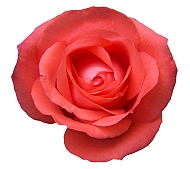 Rose Red 169Hr.jpg