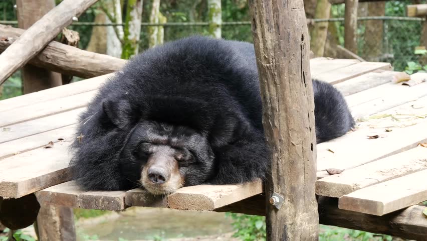 black  bear.jpg