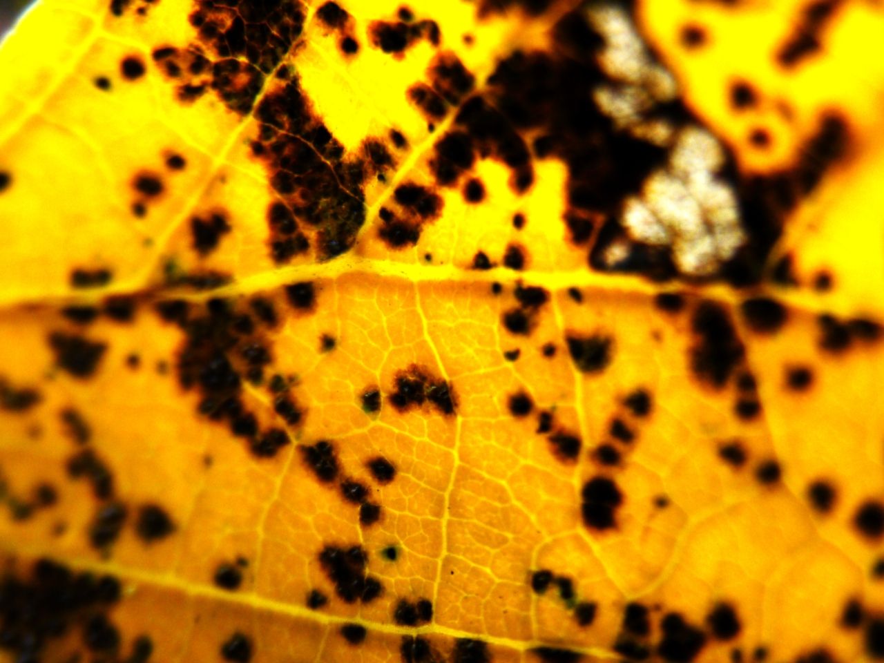 10446321122 - a dying leaf succumbs to its fate to be.jpg