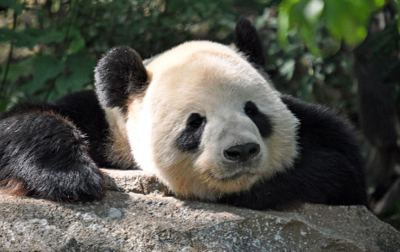 bored panda.PNG
